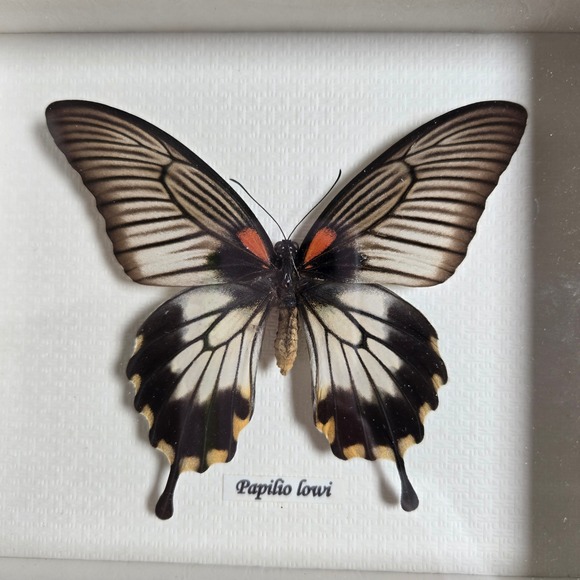 Beautiful Papilio lowi Butterfly Shadow Box Black Frame Wall Art - Picture 2 of 6